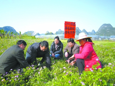 云南省荔浦县把绿肥作为改造中低产田土,培肥地力,改善生态环境