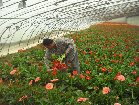 大棚花卉富农家